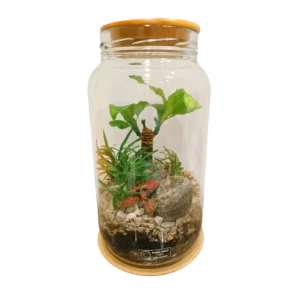 Dracaena Terrarium