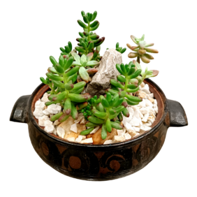 EARTHEN POT TERRARIUM 1