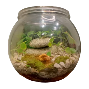 Fish Bowl Plastic Terrarium