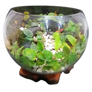 Fish Bowl Stepping Stone Terrarium