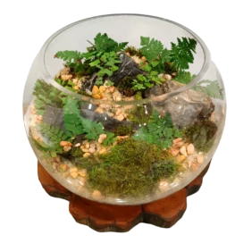 FISH BOWL TERRARIUM 1