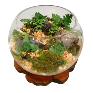 Fish Bowl Terrarium