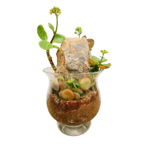Kalanchoe Rock Terrarium