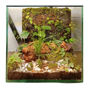 Moss Wall Terrarium