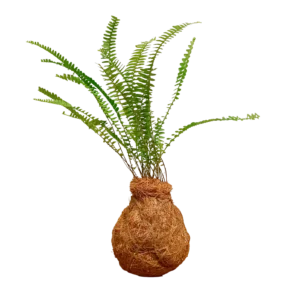 Nest Fern Kokedama