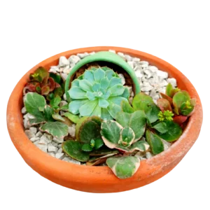 Raw Clay Terrarium