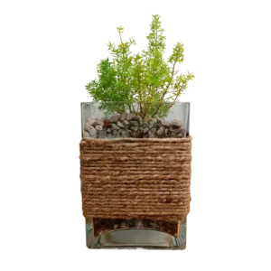 Rectangular Asparagus Densiflorus Terrarium