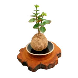 SMALL JUTE KOKEDAMA 1