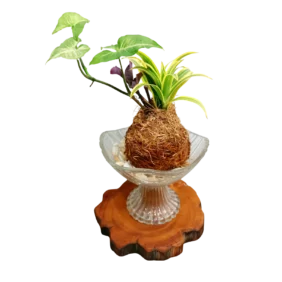 SMALL NEST KOKEDAMA 1