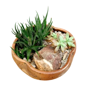 Zen Stoneware Pot Terrarium